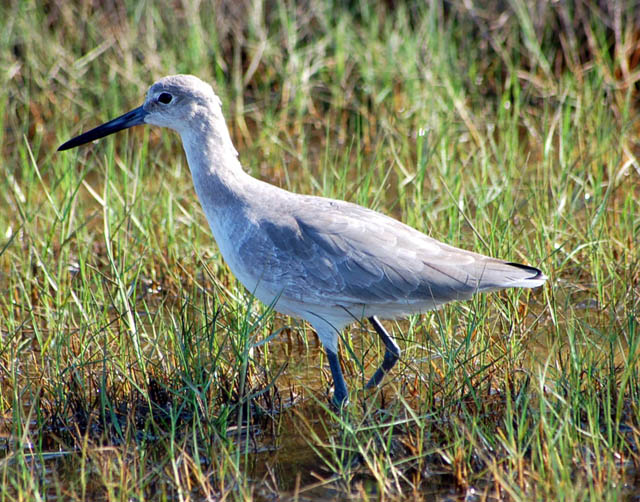 A Willet Near Indianola, TX
