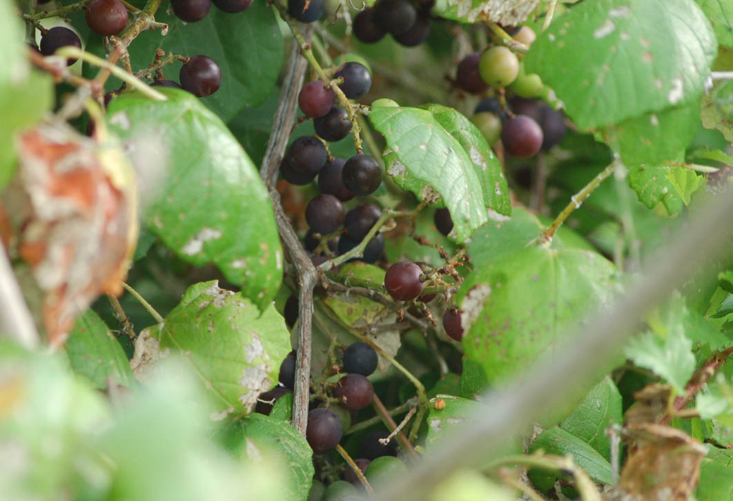 Indianola Muscadine Grape